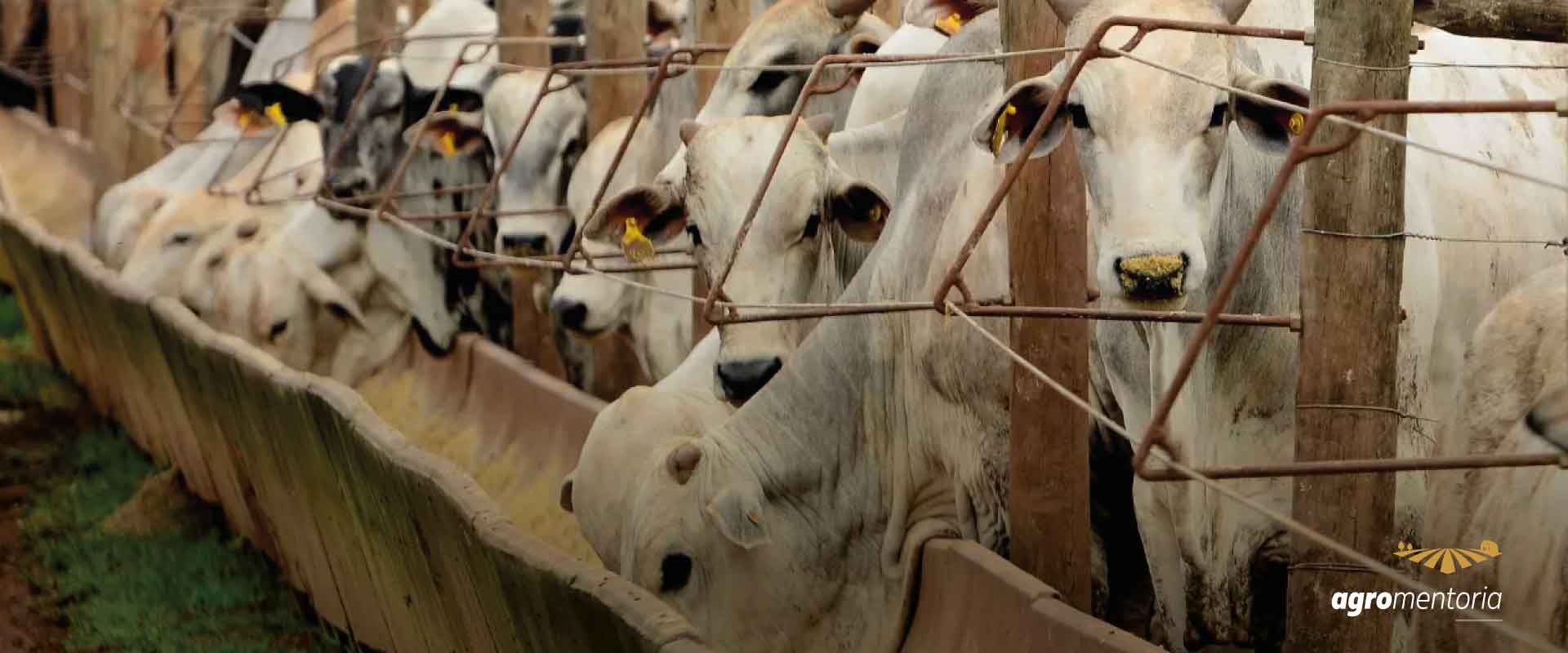 Censo de Confinamento DSM registra crescimento do rebanho confinado no Brasil
