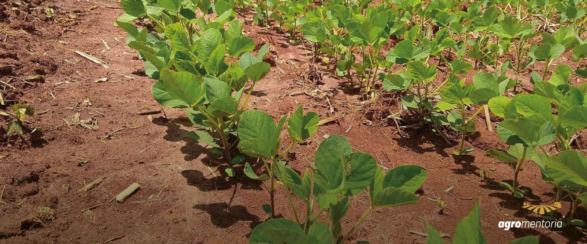 Primeiras cultivares de soja com tecnologia Xtend serão lançadas pela Embrapa